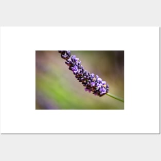 Close-up of lavender Posters and Art